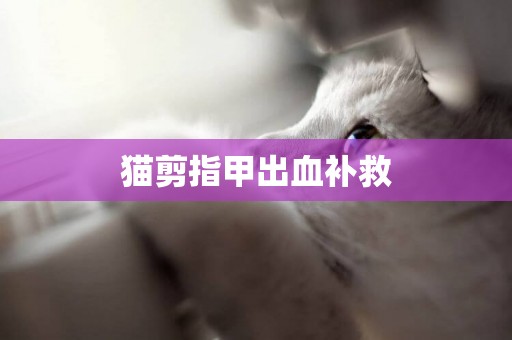 貓剪指甲出血補救