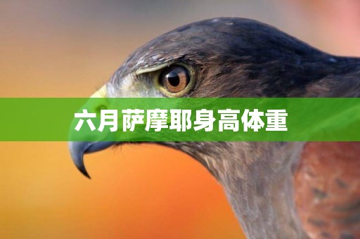 六月薩摩耶身高體重