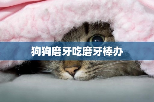 狗狗磨牙吃磨牙棒辦