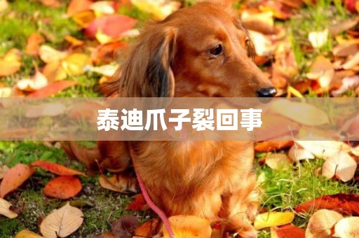 泰迪爪子裂回事
