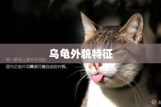 烏龜外貌特征