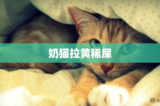 奶貓拉黃稀屎