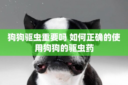 狗狗驅蟲重要嗎 如何正確的使用狗狗的驅蟲藥