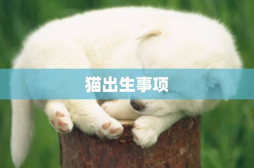 貓出生事項
