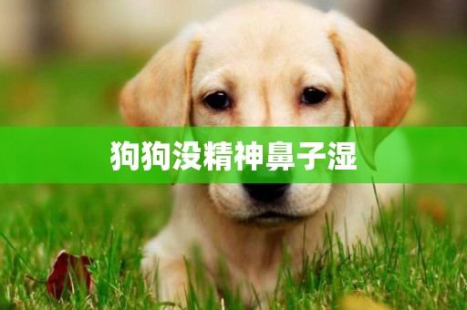 狗狗沒精神鼻子濕