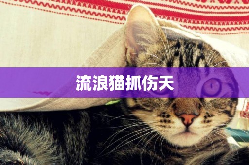 流浪貓抓傷天