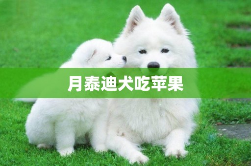 月泰迪犬吃蘋果