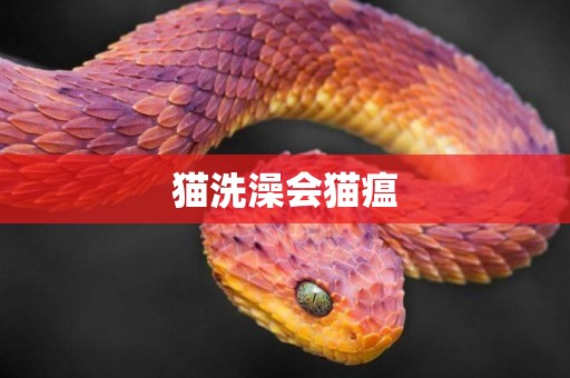 貓洗澡會貓瘟