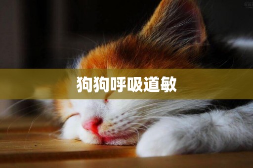 狗狗呼吸道敏