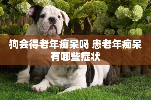 狗會得老年癡呆嗎 患老年癡呆有哪些癥狀