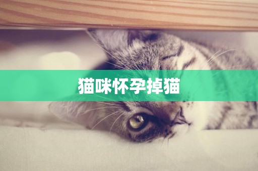 貓咪懷孕掉貓