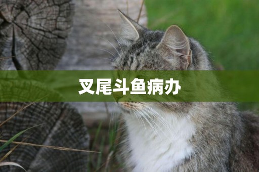 叉尾斗魚病辦