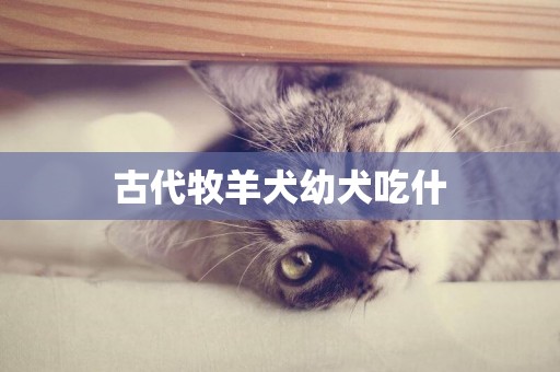 古代牧羊犬幼犬吃什