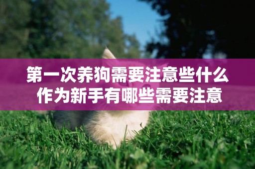 第一次養狗需要注意些什么 作為新手有哪些需要注意的地方