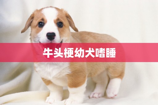 牛頭梗幼犬嗜睡