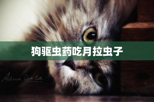 狗驅蟲藥吃月拉蟲子