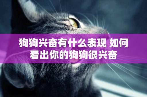 狗狗興奮有什么表現 如何看出你的狗狗很興奮