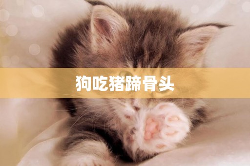 狗吃豬蹄骨頭