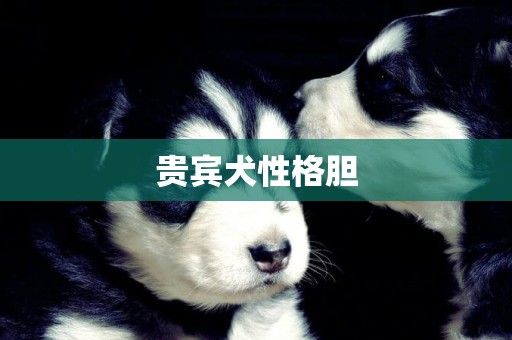 貴賓犬性格膽