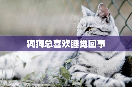 狗狗總喜歡睡覺回事