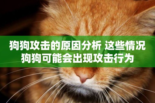 狗狗攻擊的原因分析 這些情況狗狗可能會出現攻擊行為