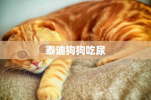 泰迪狗狗吃尿