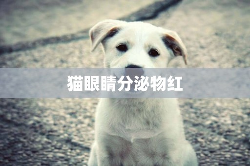 貓眼睛分泌物紅