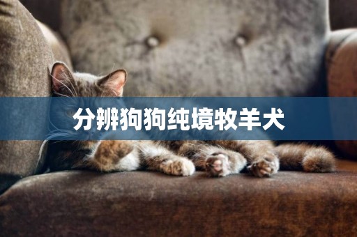 分辨狗狗純境牧羊犬