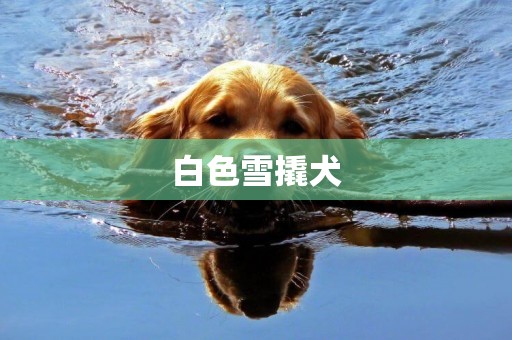 白色雪撬犬