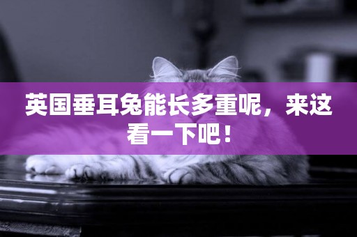 英國垂耳兔能長多重呢，來這看一下吧！