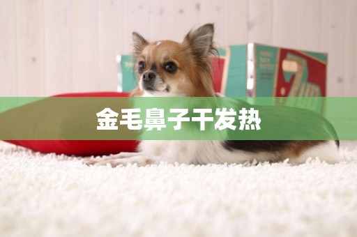 金毛鼻子干發熱