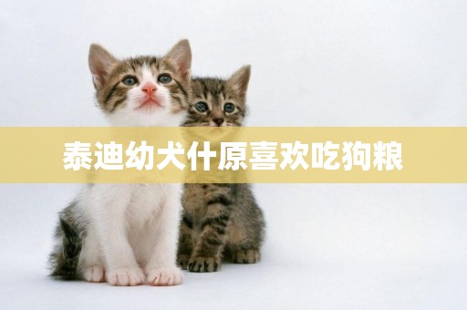 泰迪幼犬什原喜歡吃狗糧