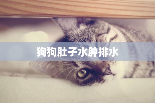 狗狗肚子水腫排水