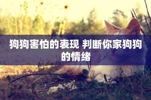 狗狗害怕的表現 判斷你家狗狗的情緒
