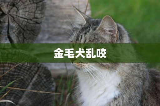 金毛犬亂咬