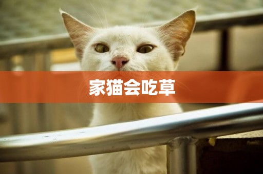 家貓會吃草