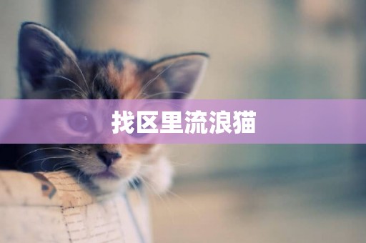 找區里流浪貓