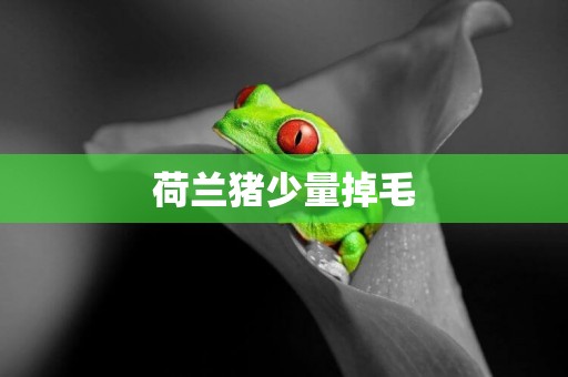 荷蘭豬少量掉毛