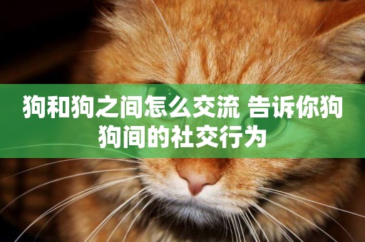 狗和狗之間怎么交流 告訴你狗狗間的社交行為