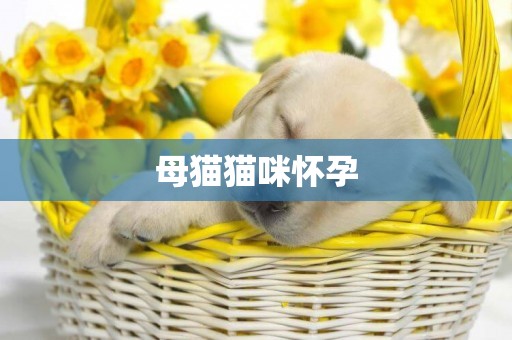 母貓貓咪懷孕