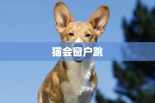 貓會窗戶跳
