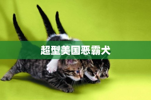 超型美國惡霸犬