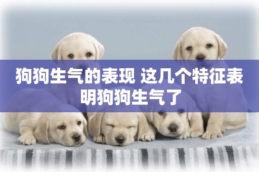 狗狗生氣的表現 這幾個特征表明狗狗生氣了