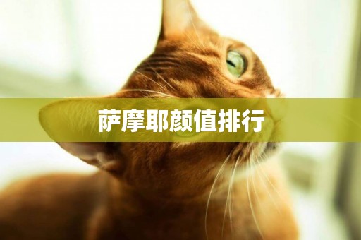 薩摩耶顏值排行