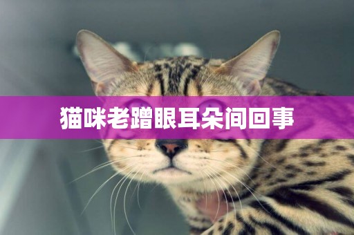 貓咪老蹭眼耳朵間回事