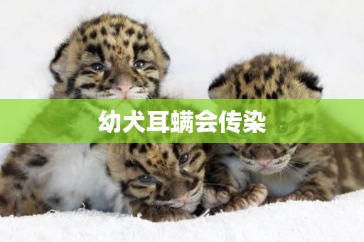 幼犬耳螨會傳染