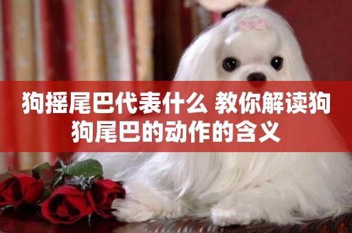 狗搖尾巴代表什么 教你解讀狗狗尾巴的動作的含義