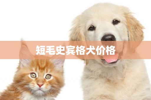 短毛史賓格犬價格