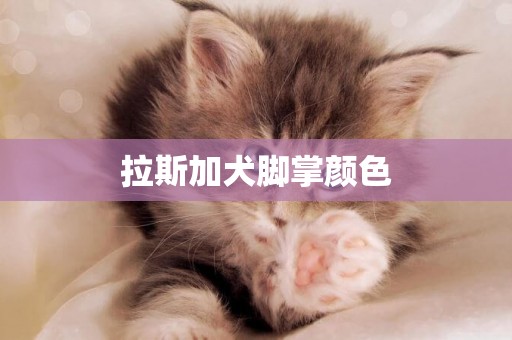 拉斯加犬腳掌顏色