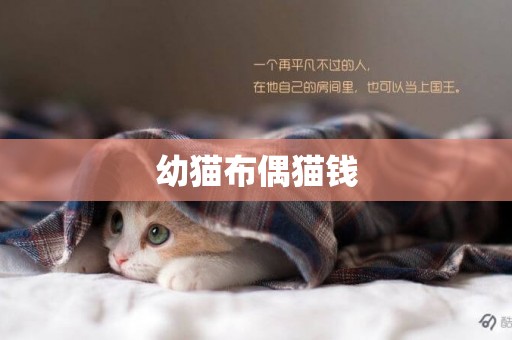 幼貓布偶貓錢